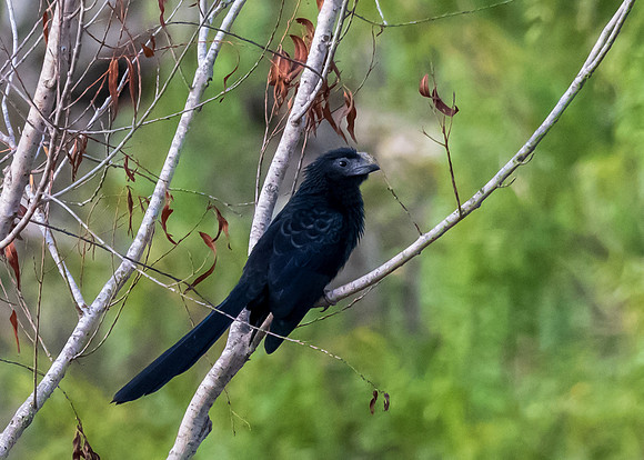 Grooved-billed Ani-untitled-DSC_4957