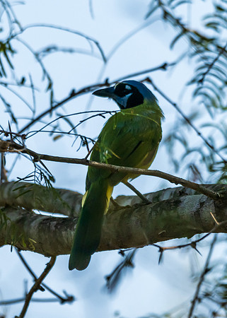 Bentsen RioGrande-DSC_5033