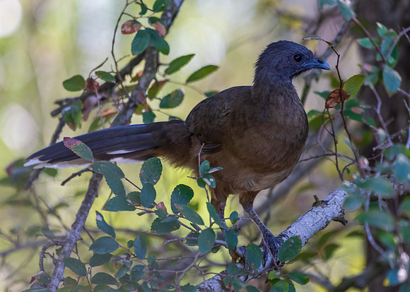 Bentsen RioGrande-DSC_5108