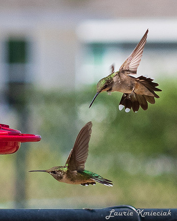 hummers091123LAK_0566