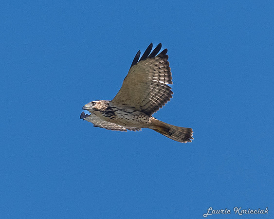 broadwinged-LAK_0936