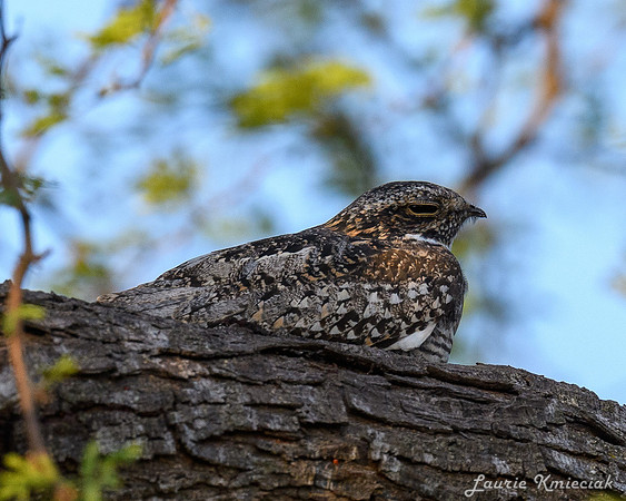 Nighthawk09042023-LAK_0407