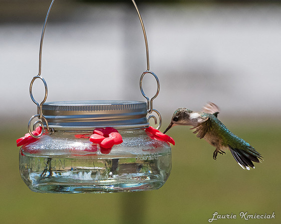 hummers091123LAK_0769