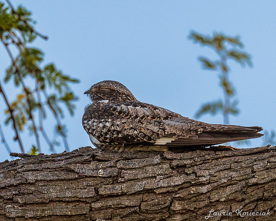 Nighthawk09042023-LAK_0424