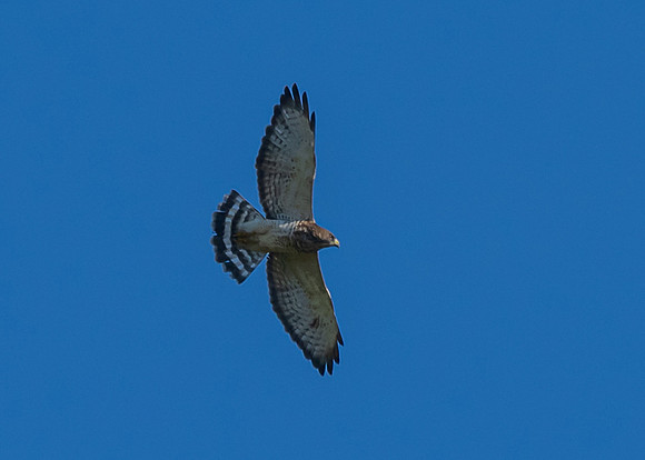 Bentsen RioGrande-DSC_5091