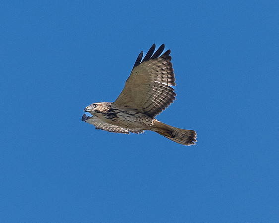 broadwinged-LAK_0936