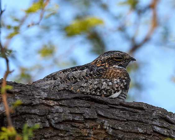 Nighthawk09042023-LAK_0407