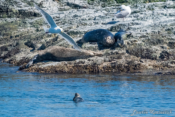 Nwhidby-LAK_3870