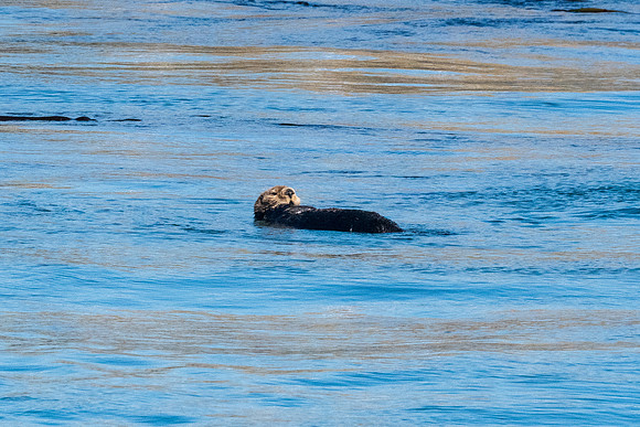 Nwhidby-LAK_3947