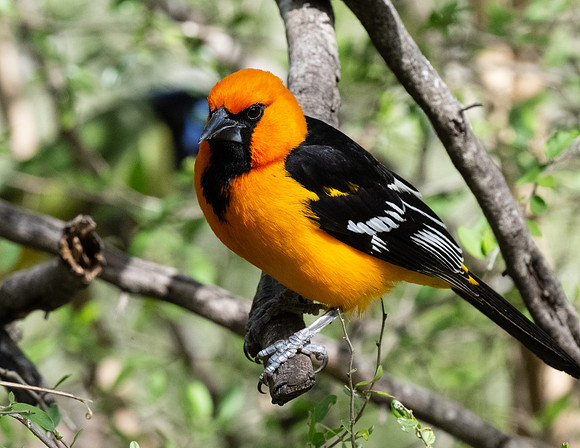 RGV wildlife 2025_MAK0646