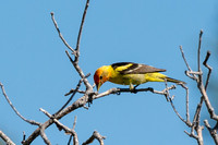Colorado-MAK_0208