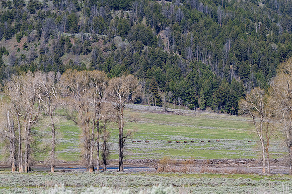 Yellowstone _MAK0838
