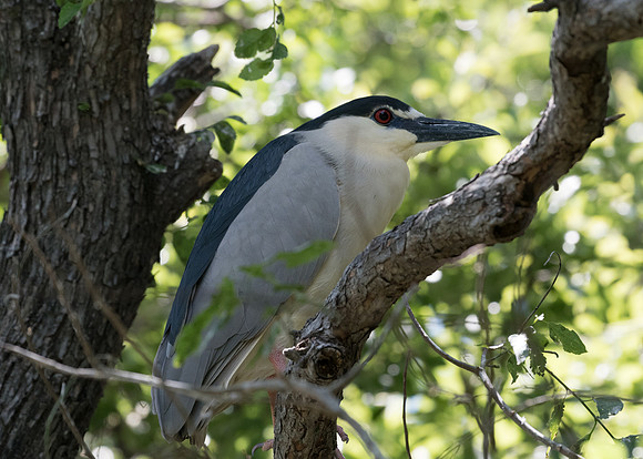 UTSW-LAK_0122
