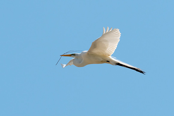 UTSW-LAK_0362