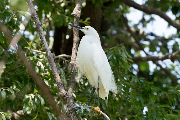 UTSW-LAK_0385