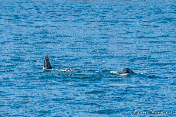 Nwhidby-LAK_4976