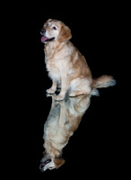 Barley-Spirits Goldens-246