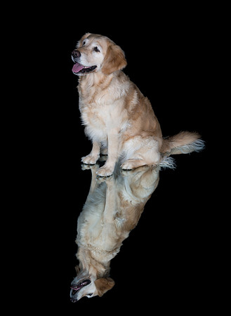 Barley-Spirits Goldens-246