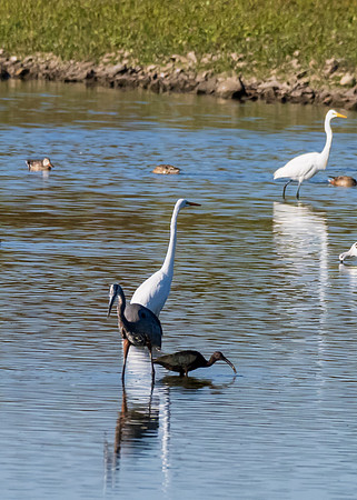 Hagerman wildlife-DSC_5805