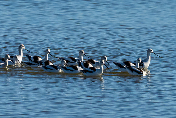 Hagerman wildlife-DSC_5912