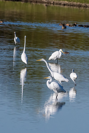 Hagerman wildlife-DSC_5799
