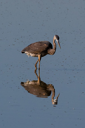 Hagerman wildlife-DSC_6033