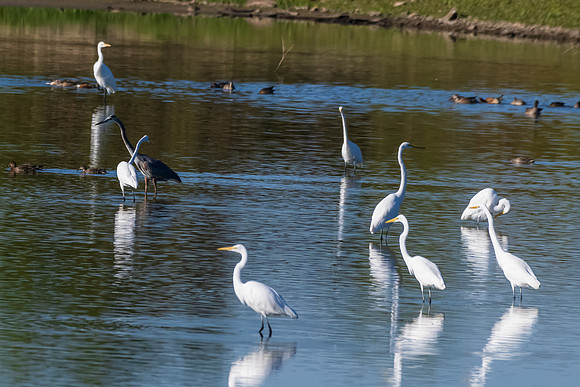 Hagerman wildlife-DSC_5808