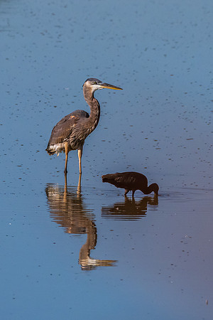 Hagerman wildlife-DSC_6006