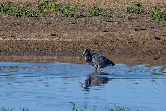 Hagerman wildlife-DSC_5757