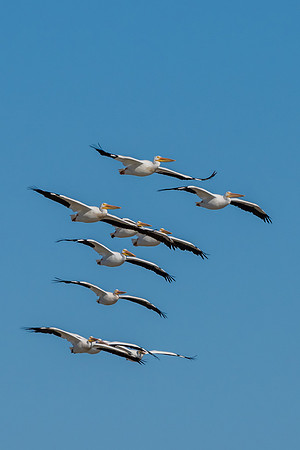 Hagerman wildlife-DSC_6162