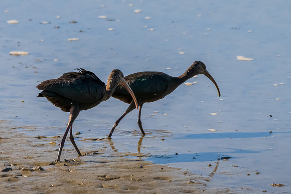 Hagerman wildlife-DSC_5953