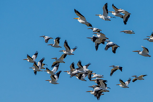 Hagerman wildlife-DSC_6090