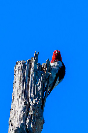 Hagerman wildlife-DSC_6269
