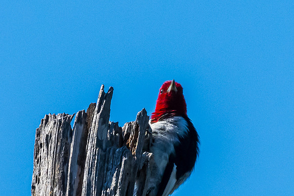 Hagerman wildlife-DSC_6270