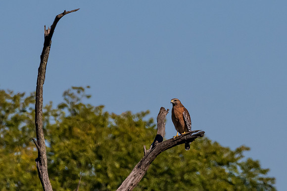 Hagerman wildlife-DSC_6282