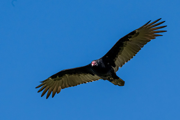 Hagerman wildlife-DSC_6295