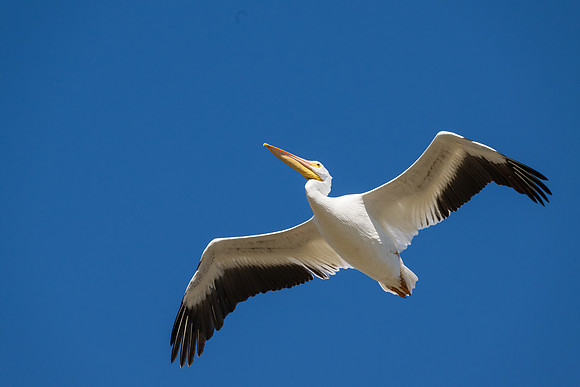 Hagerman wildlife-DSC_6224