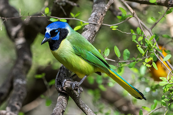 RGV wildlife 2025_MAK0556
