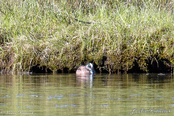 untitledLAK_1031-Enhanced-NR