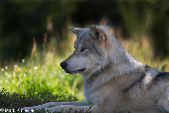 West Yellowstone-_MAK1007