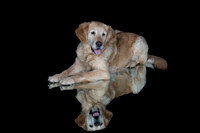 Barley-Spirits Goldens-256