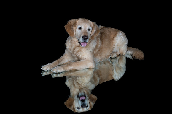 Barley-Spirits Goldens-256