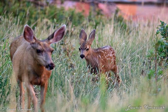 colorado-LAK_1663
