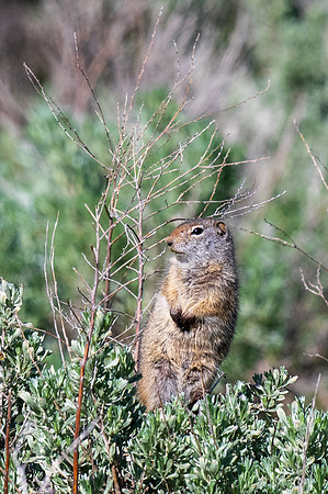 Yellowstone _MAK4487