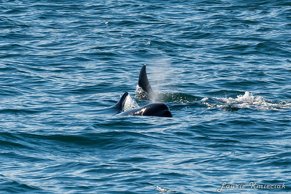 Nwhidby-LAK_4657