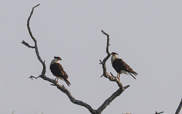 RGV birds_MAK0891-Enhanced-NR