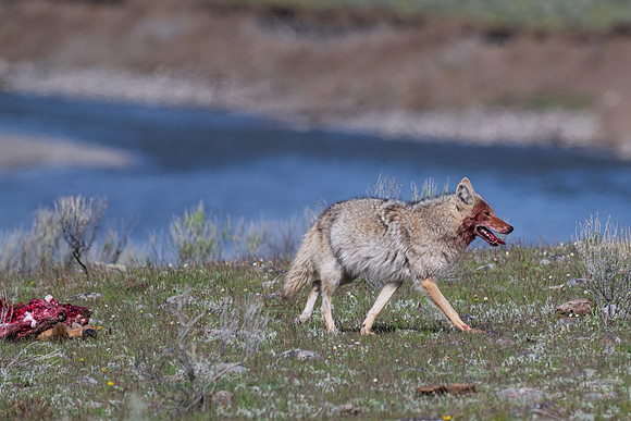 Yellowstone _MAK0378