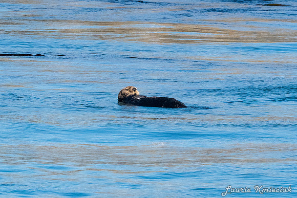 Nwhidby-LAK_3947