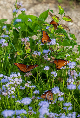 National Butterfly Center-DSC_6405