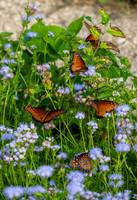 National Butterfly Center-DSC_6405